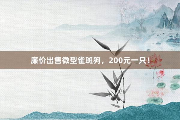 廉价出售微型雀斑狗,200元一只!
